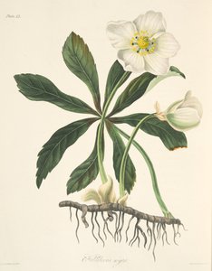 Black Hellebore eller Christmas Rose, fra Floral Illustrations of the Seasons, pub. 1829 (håndfarget gravering) av Margaret Roscoe
