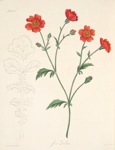 Chilenske Avens, fra Floral Illustrations of the Seasons, pub. 1829 (håndfarget gravering) av Margaret Roscoe