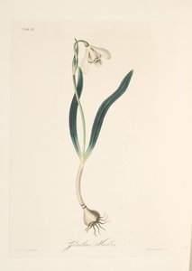 Common Snowdrop, fra Floral Illustrations of the Seasons, pub. 1829 (håndfarget gravering) av Margaret Roscoe