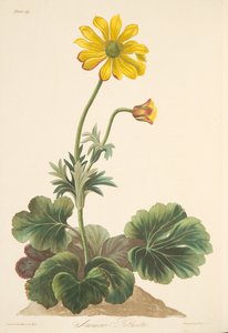 Cyclamen-leaved Anemone, fra Floral Illustrations of the Seasons, pub. 1829 (håndfarget gravering) av Margaret Roscoe