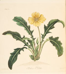 Løvetann forlot Evening Primrose, fra Floral Illustrations of the Seasons, pub. 1829 (håndfarget gravering) av Margaret Roscoe