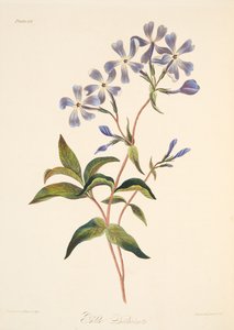 Early Flowering Lychnidea, fra Floral Illustrations of the Seasons, pub. 1829 (håndfarget gravering)