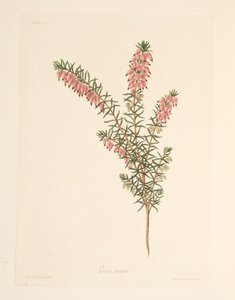 Kjøttfarget, tidlig flytende Heath, fra Floral Illustrations of the Seasons, pub. 1829 (håndfarget gravering) av Margaret Roscoe