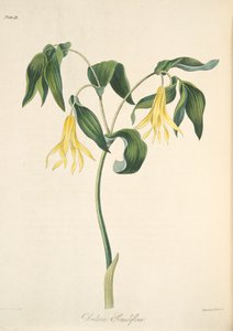Large Flowered Bellwort, fra Floral Illustrations of the Seasons, pub. 1829 (håndfarget gravering)