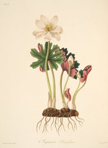 Large Flowered Bloodwort, fra Floral Illustrations of the Seasons, pub. 1829 (håndfarget gravering)