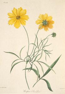 Large Flowered Tickseed, fra Floral Illustrations of the Seasons, pub. 1829 (håndfarget gravering)