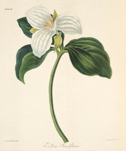 Large Flowered Trillium, fra Floral Illustrations of the Seasons, pub. 1829 (håndfarget gravering)
