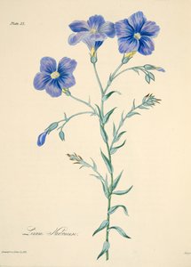 Narbonne Flax, fra Floral Illustrations of the Seasons, pub. 1829 (håndfarget gravering) av Margaret Roscoe