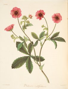 Nipal Potentilla, fra Floral Illustrations of the Seasons, pub. 1829 (håndfarget gravering) av Margaret Roscoe