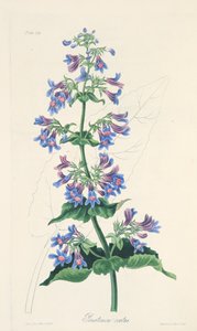 Ovate-leaved Penstemon, fra Floral Illustrations of the Seasons, pub. 1829 (håndfarget gravering) av Margaret Roscoe