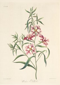 Pretty Clarkia, fra Floral Illustrations of the Seasons, pub. 1829 (håndfarget gravering) av Margaret Roscoe