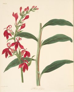 Refulgent Lobelia, fra Floral Illustrations of the Seasons, pub. 1829 (håndfarget gravering) av Margaret Roscoe