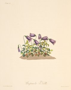 Russet Bell Flower, fra Floral Illustrations of the Seasons, pub. 1829 (håndfarget gravering)