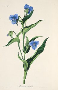 Himmelblå Commelina, fra Floral Illustrations of the Seasons, pub. 1829 (håndfarget gravering) av Margaret Roscoe