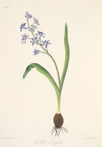 Two-leaved Squill, fra Floral Illustrations of the Seasons, pub. 1829 (håndfarget gravering) av Margaret Roscoe