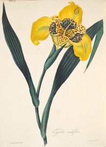Yellow-flowers Tigridia, fra Floral Illustrations of the Seasons, pub. 1829 (håndfarget gravering)