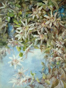 Studie av lidenskapsblomst av Margaret Waterfield