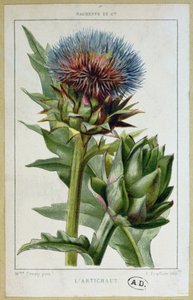 Artisjokk, botanisk plate, gravert av E. Fraillery av Marguerite Buret