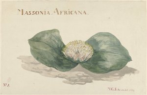 Bloem Massonia Africana MASSONIA AFRICANA (tittel på objekt) av Maria Geertruida Barbiers Snabilié
