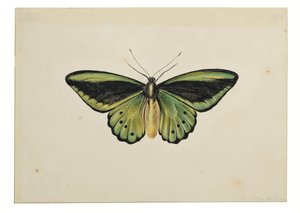  av Maria Margaretha van Os