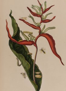 Illustrasjon fra 'Metamorphosis insectorum Surinamensium. Ofte Change of Surinamese Insects', utgitt i 1705 (farget gravering)