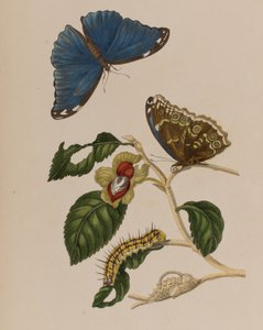 Illustrasjon fra 'Metamorphosis insectorum Surinamensium. Ofte Change of Surinamese Insects', utgitt i 1705 (farget gravering)
