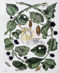 Sommerfugler og puppe - dess. av Maria Sibylla Merian, n.d., ca. slutten av 1700-tallet av Maria Sibylla Merian