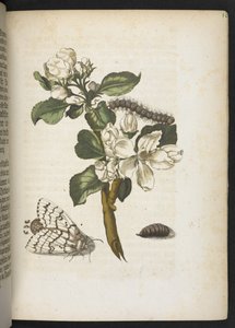 'Den fantastiske metamorfosen til larvene og merkelig blomstermat...' av Maria Sibylla Merian