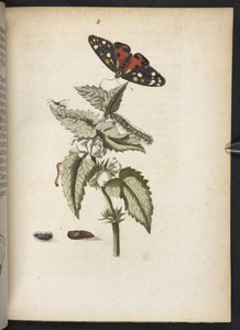 'Den fantastiske metamorfosen til larvene og merkelig blomstermat...' av Maria Sibylla Merian