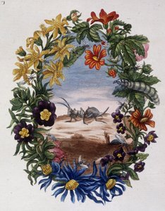Fourmi - av Maria Sibylla Merian av Maria Sibylla Merian