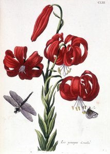 Lys (lilje) lilla Buet - i "" Generell historie om insektene i Surinam og hele Europa"" av Maria Sibylla de Merian, red. Desnos, Paris av Maria Sibylla Merian