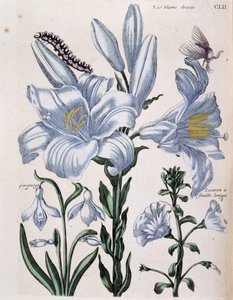 Lys (lis) hvit høyre- og langbladkant - i "General History of the Insects of Surinam and All of Europe"" av Maria Sibylla de Merian, red. Desnos, Paris av Maria Sibylla Merian