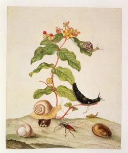 No.1146c Hypericum Baxiforum med snegler og en bille, 1695