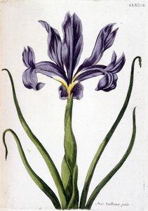Ukjent bilde av Maria Sibylla Merian