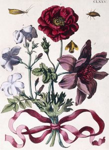 Ulike europeiske insekter og blomster av Maria Sibylla Merian