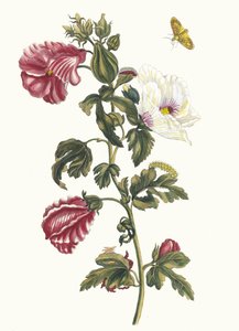 Althea. Fra boken Metamorphosis insectorum Surinamensium, 1705.
