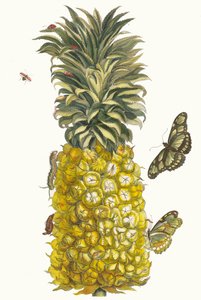 Ananas mur. From the Book Metamorphosis insectorum Surinamensium, 1705.    1188180   no       norwegian Successfully Translated  Original: Strasbourg Translat: Strasbourg 1240544 no norwegian Successfully Translated Original: Louis XIV Translat: Louis XIV 