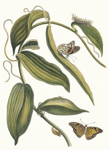 Banille. Fra boken Metamorphosis insectorum Surinamensium, 1705. av Maria Sibylla Merian