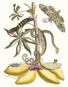Cassave. Fra boken Metamorphosis insectorum Surinamensium, 1705. av Maria Sibylla Merian