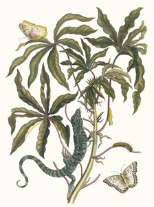 Cassave. Fra boken Metamorphosis insectorum Surinamensium, 1705. av Maria Sibylla Merian