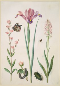 Smelle med admiral, rose med revebjønnspinner, iris, blomsterflue, praktbille og orkidé av Maria Sibylla Merian
