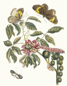 Coronilla Americana Arborescens. Fra boken Metamorphosis of Surinamese insekter, 1705. av Maria Sibylla Merian