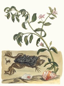 Cresson. Fra boken Metamorphosis insectorum Surinamensium, 1705. av Maria Sibylla Merian