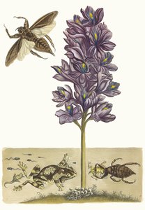 Eichhornia crassipes. Fra boken Metamorphosis insectorum Surinamensium, 1705. av Maria Sibylla Merian