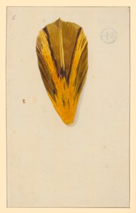 Einzelne Tulpenblätter av Maria Sibylla Merian