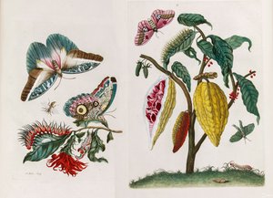 Fra boken Metamorphosis insectorum Surinamensium, 1705.