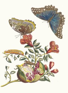 Grenadier. Fra boken Metamorphosis insectorum Surinamensium, 1705. av Maria Sibylla Merian