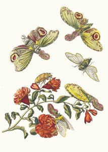 Grenadier. Fra boken Metamorphosis insectorum Surinamensium, 1705. av Maria Sibylla Merian