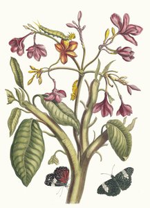 Jasmin des Indes. Fra boken Metamorphosis insectorum Surinamensium, 1705. av Maria Sibylla Merian