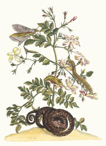 Jasminum grandiflorum. Fra boken Metamorphosis insectorum Surinamensium, 1705. av Maria Sibylla Merian